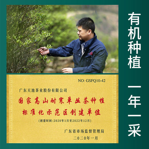 天池1392 老枞八仙 凤凰单丛 潮州单枞茶叶礼盒 礼盒装100g 商品图3