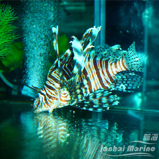 红长须狮子 商品图2