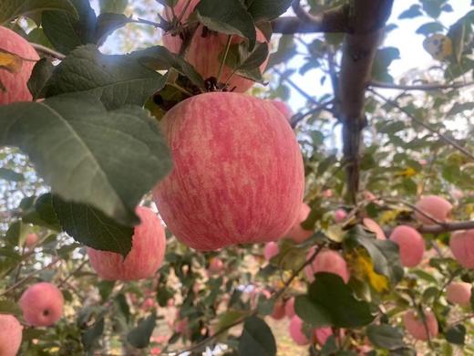 【宋大叔精选】陕西洛川纸袋红富士多规格包装  申通包邮 商品图5