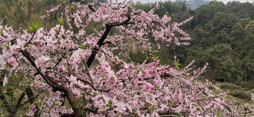 3.14出发【广西】海洋乡桃花、油菜花高铁2天摄影团 商品图6