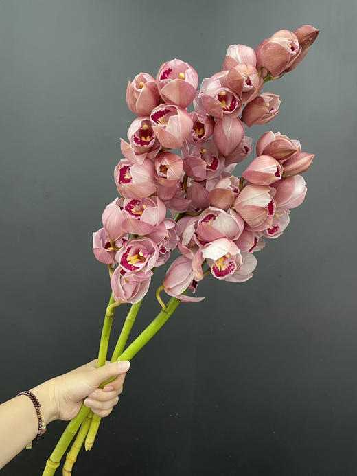 蕙兰 水蜜桃 一支 商品图5