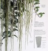 【中商原版】植物科学 The Science of Plants 英文原版 DK 百科 科学 生物 科普 通识 树木 花卉 商品缩略图7