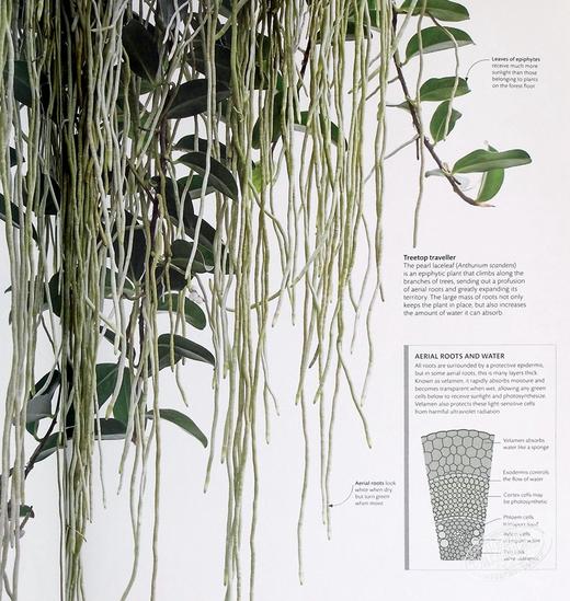 【中商原版】植物科学 The Science of Plants 英文原版 DK 百科 科学 生物 科普 通识 树木 花卉 商品图7