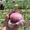 云南紫皮多瓣蒜（新鲜大蒜） 商品缩略图4