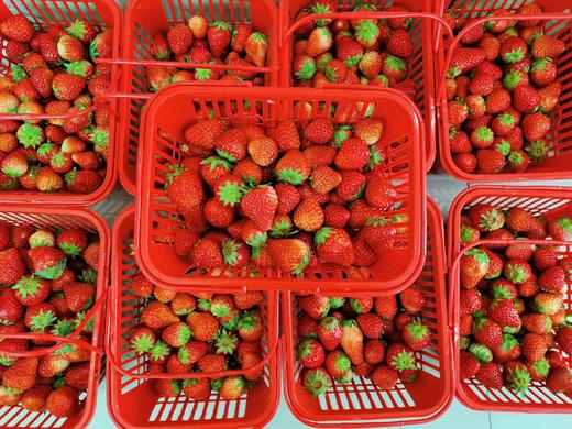 H红颜草莓一份 商品图0