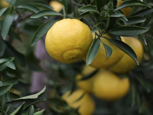 象山青 黄金贡柚品种 汁水丰盈 清甜爽口 不上火 净重5斤 商品图5