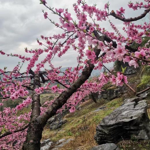 3.14出发【广西】海洋乡桃花、油菜花高铁2天摄影团 商品图5