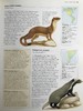 美国动物图解百科全书 900余幅彩色插图 精装大16开 商品缩略图10