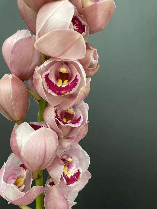 蕙兰 水蜜桃 一支 商品图2