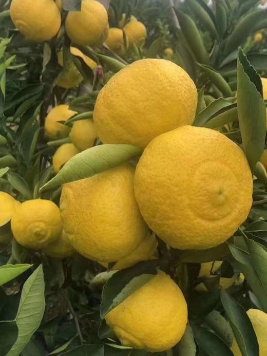 象山青 黄金贡柚品种 汁水丰盈 清甜爽口 不上火 净重5斤 商品图3