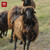 【吃中草药的黑绵羊】大凉山布拖黑绵羊，肉质软嫩，膻味小，口感细腻 商品缩略图7