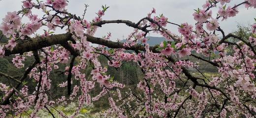 3.14出发【广西】海洋乡桃花、油菜花高铁2天摄影团 商品图7