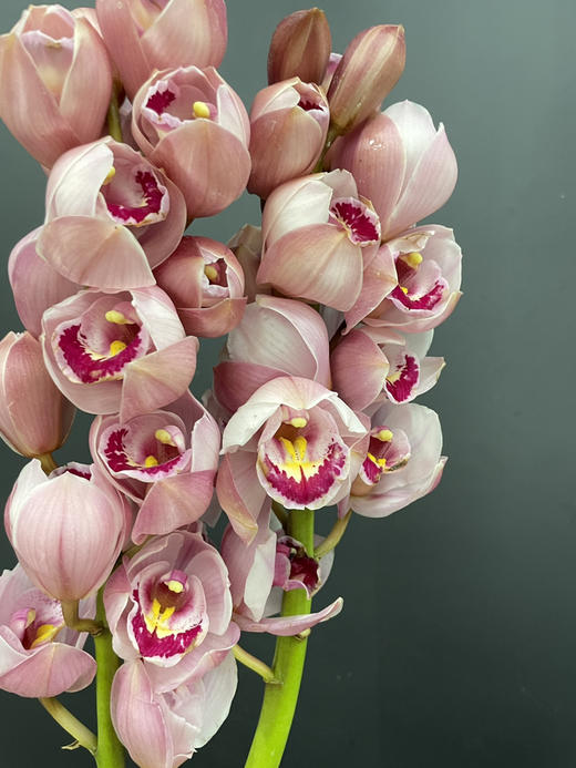 蕙兰 水蜜桃 一支 商品图3