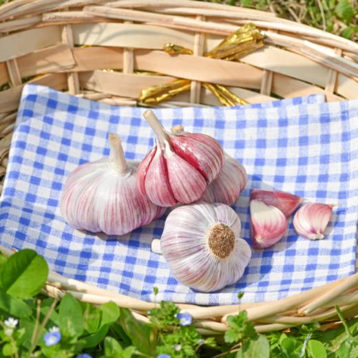 云南紫皮多瓣蒜（新鲜大蒜） 商品图5