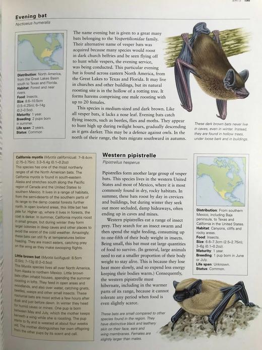 美国动物图解百科全书 900余幅彩色插图 精装大16开 商品图6