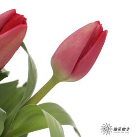 国产郁金香｜朱雀