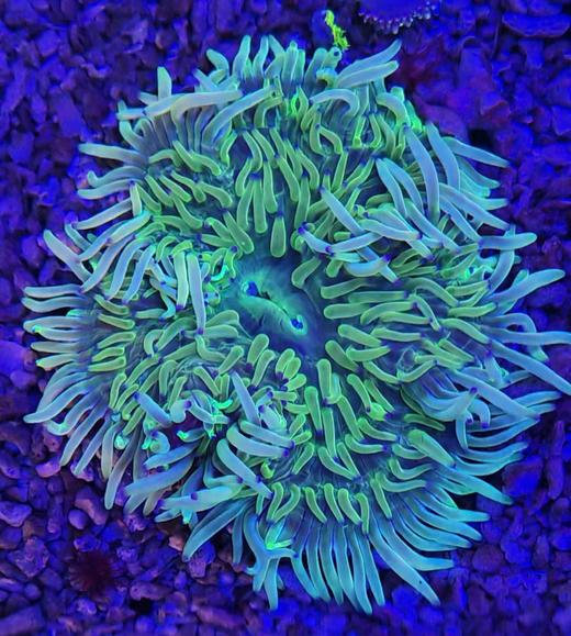 红肚海葵 商品图0