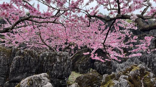 3.14出发【广西】海洋乡桃花、油菜花高铁2天摄影团 商品图1