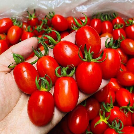 釜山玲珑小番茄🍅 商品图4
