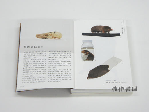 新装版　標本の本 京都大学総合博物館の収蔵室から / 新版本  标本之本  从京都大学综合博物馆的收藏室  New Edition A Collection of Specimens: From th 商品图3