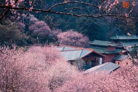 1.22出发【梅州】高涧观音宫赏梅、雁南飞茶园•桥溪古韵汽车2天采风