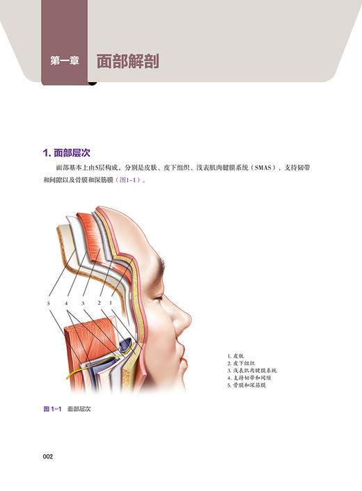 安全有效地注射填充实用指南 张亚洁等译 面部解剖知识整形外科手术指南 安全进行微整形注射讲解辽宁科学技术出版社9787559127501 商品图3