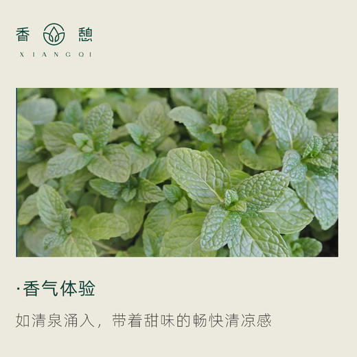 「课程·单方油」XIANGQI香憩︱胡椒薄荷精油 5ml/瓶 商品图1