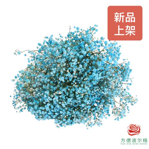 染色满天星中花 浅蓝色 商品图0