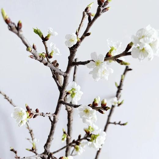 国产白色樱花一扎 商品图8