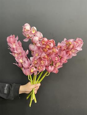 同城甄选英雄大花蕙兰1支