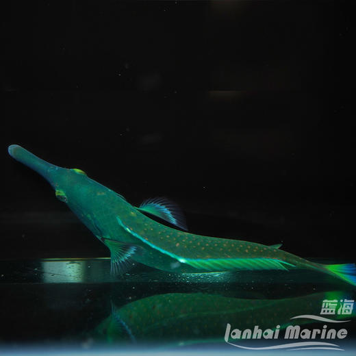 鸭嘴龙 公 商品图4