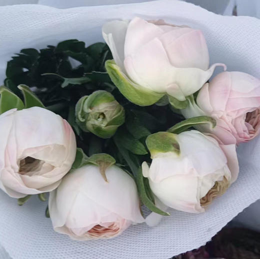 河内～洋牡丹（香槟色） 商品图1