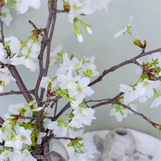 国产白色樱花一扎 商品图4