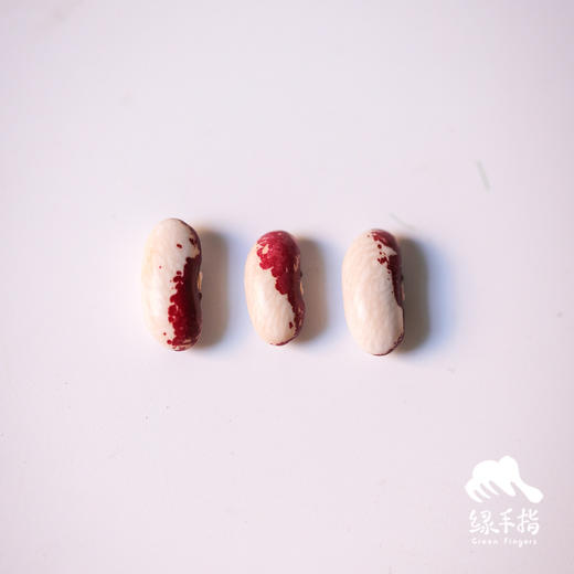 生态白芸豆  | 合作生产* Eco-  white kidney bean   | Coproduction 商品图2