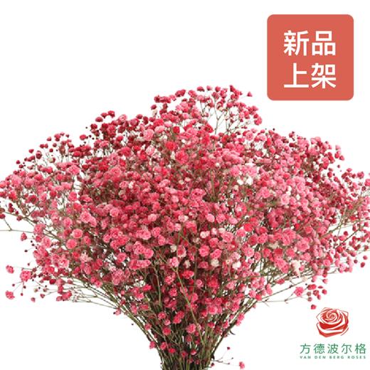 染色满天星中花 浅红色 商品图0