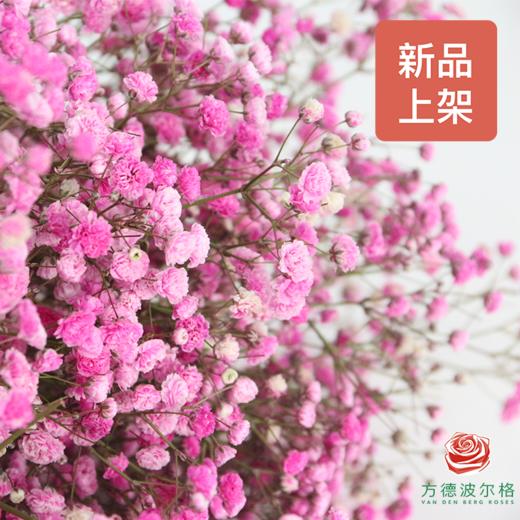 染色满天星中花 浅粉色 商品图1