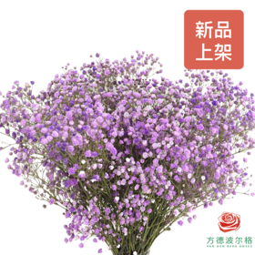 染色满天星中花 浅紫色