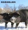 【黑猪肉大火腿】采用森林跑山猪，含有98%精瘦肉，古法木熏，肉质厚实有嚼劲，可开袋即食，可烫炒煮，样样美味！一份500g*2根！【特价产品不支持使用优惠券】！【TJ-J仓】 商品缩略图1