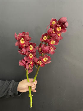 同城甄选红袍大花蕙兰1支