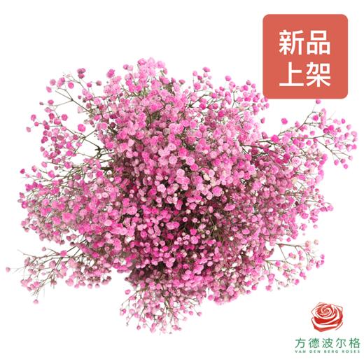 染色满天星中花 浅粉色 商品图0