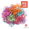 染色满天星中花 拼七彩 商品缩略图0