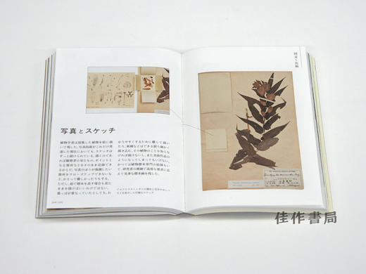 新装版　標本の本 京都大学総合博物館の収蔵室から / 新版本  标本之本  从京都大学综合博物馆的收藏室  New Edition A Collection of Specimens: From th 商品图4