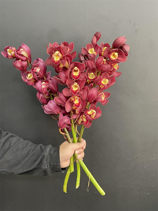 同城甄选红袍大花蕙兰1支 商品图1