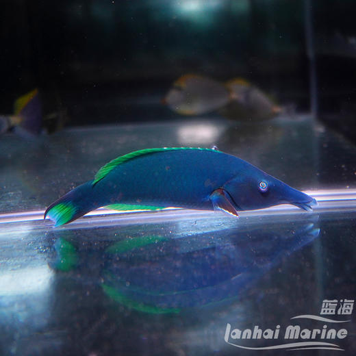 鸭嘴龙 公 商品图2