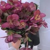 配花-兔葵-紫红色-5支 商品缩略图0