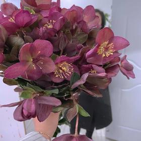 配花-兔葵-紫红色-5支