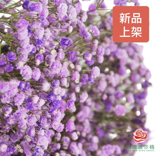 染色满天星中花 浅紫色 商品图2