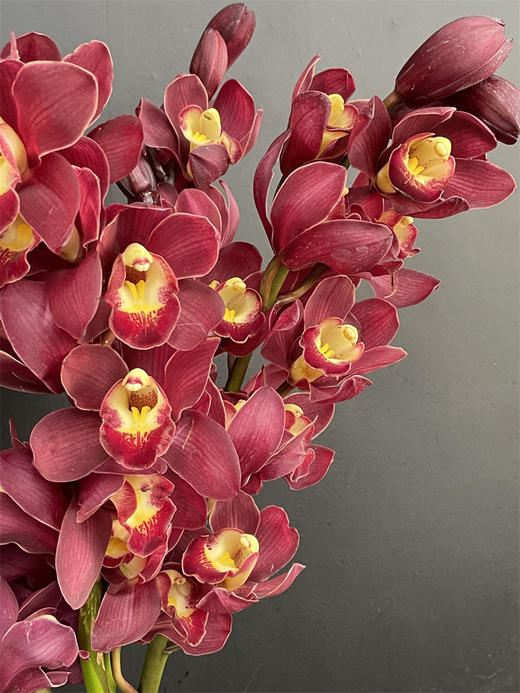 同城甄选红袍大花蕙兰1支 商品图2