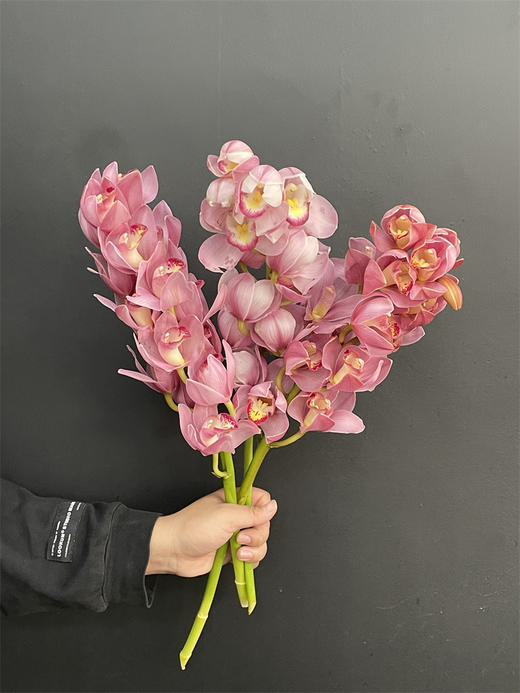 同城甄选英雄大花蕙兰1支 商品图1