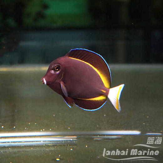 五彩吊 商品图1